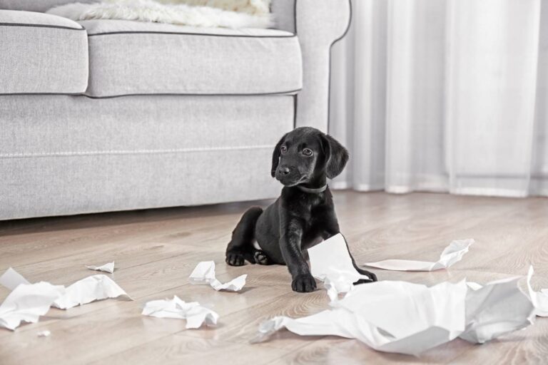 Pup zit tussen verscheurd papier in de woonkamer