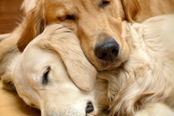 Twee goudkleurige honden rusten met hun koppen tegen elkaar