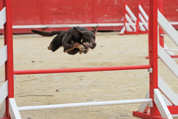 Hond springt over een hindernis tijdens agility