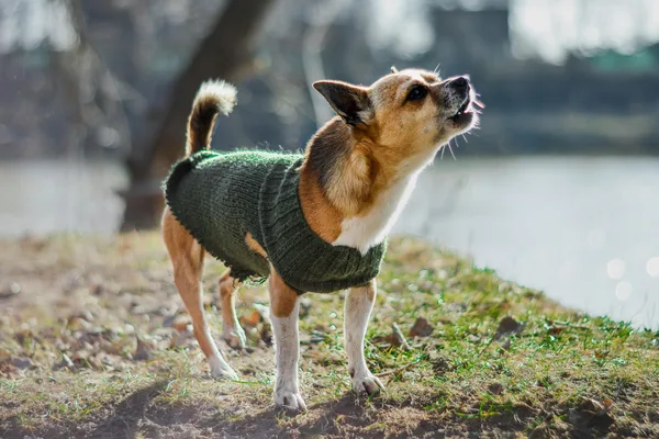 Kleine hond in een groene trui staat buiten met de kop omhoog en de bek open