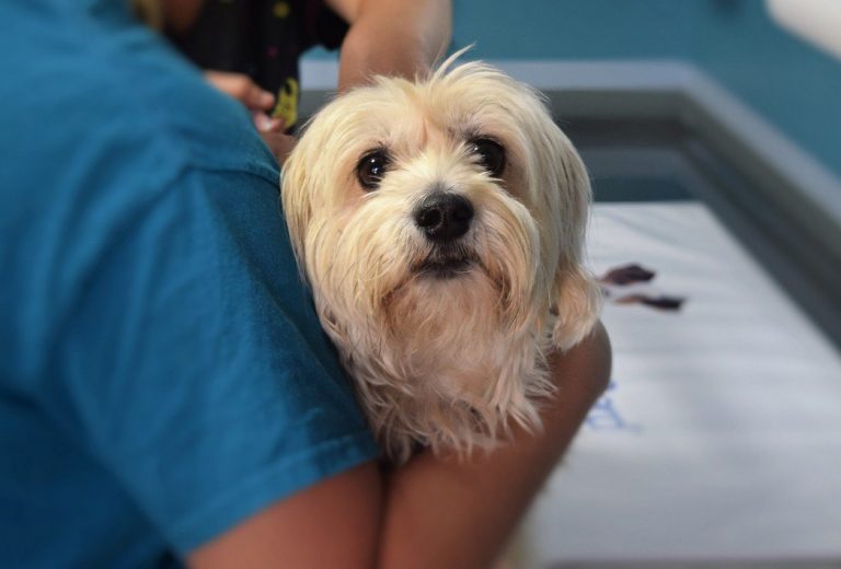 Hond wordt vastgehouden bij een dierenarts