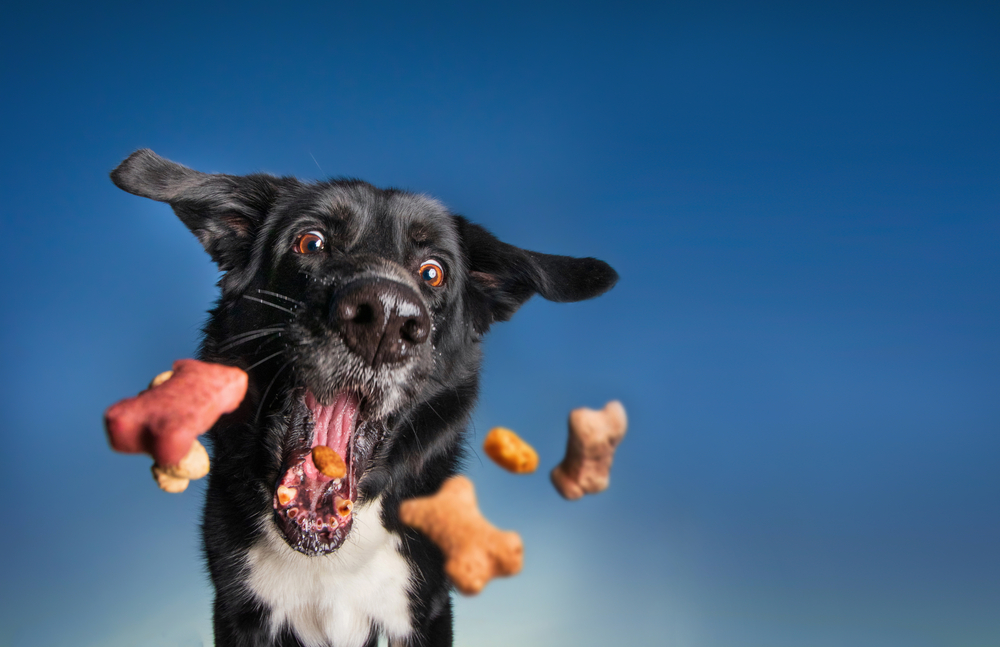Hond vangt kleine hondenkoekjes