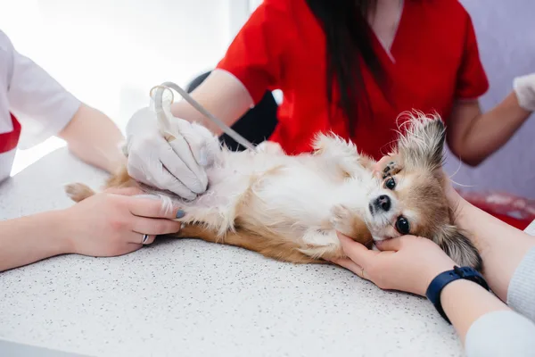 Kleine langharige hond wordt op een onderzoekstafel onderzocht