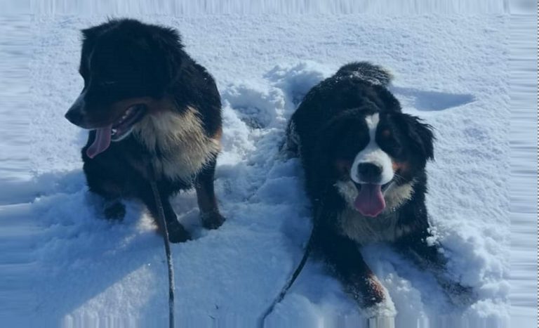 Twee Berner Sennenhonden in de sneeuw