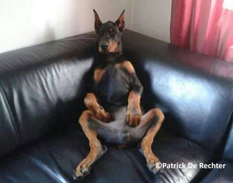 Hond ligt op een bank