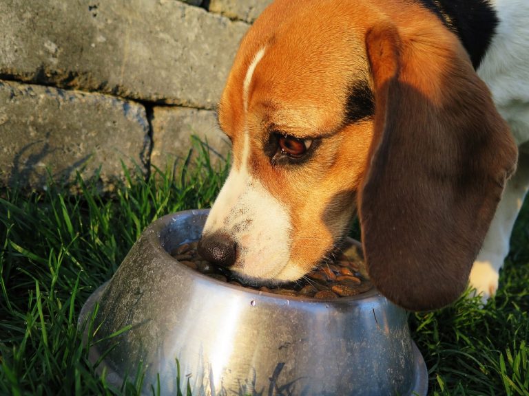 Beagle eet hondenbrokken uit een metalen voerbak buiten