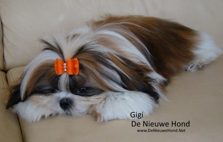 Shih Tzu Gigi ligt met een strikje in haar vacht