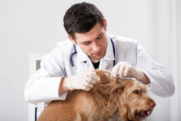 Dierenarts bekijkt het oor van een rossige hond