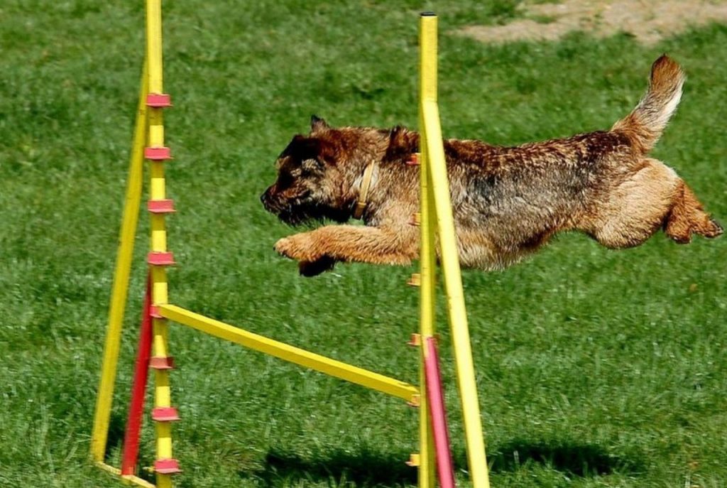 Hond springt over een hindernis