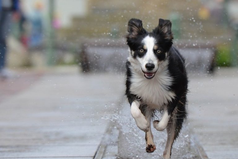Hond rent over een nat pad