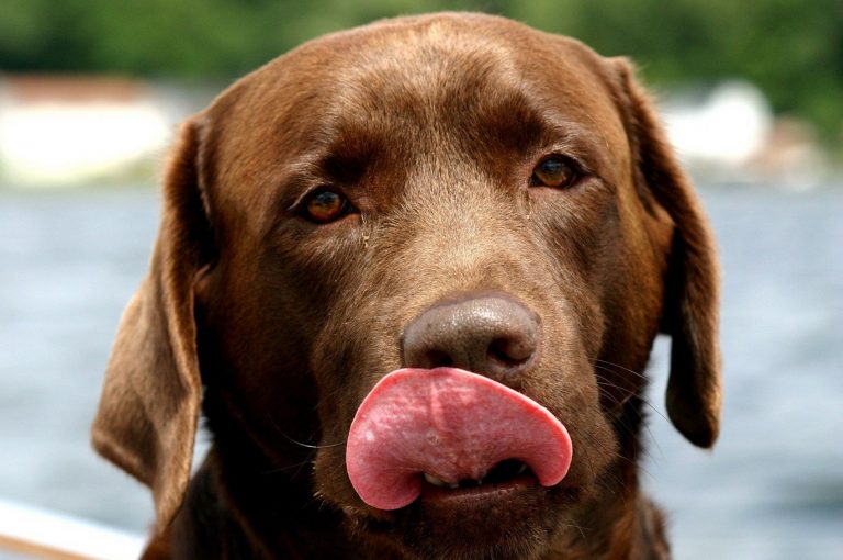 Bruine hond likt zijn neus