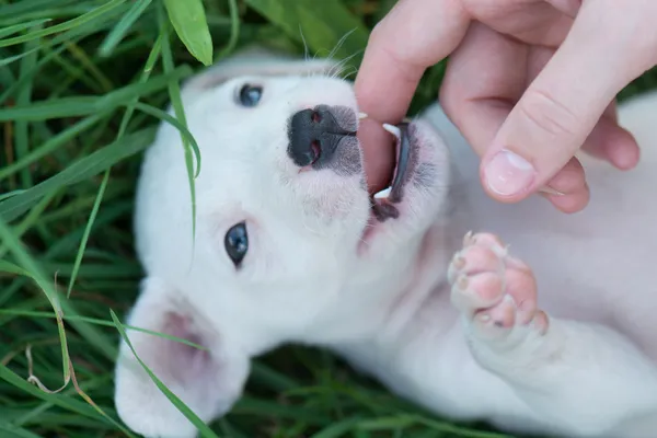 Witte pup ligt in het gras bij een uitgestoken hand