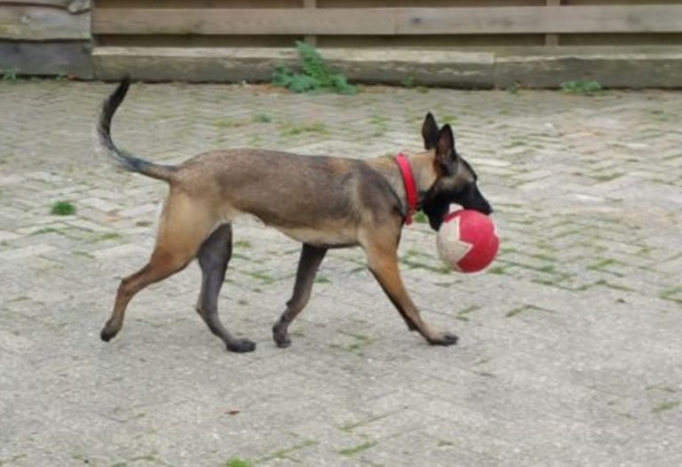 Herdershond speelt met een bal