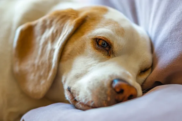 Bruin-witte hond rust met de kop op een lichtgekleurd kussen
