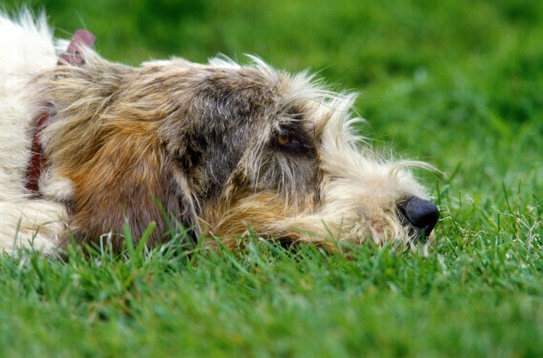 Oudere ruwharige hond ligt in het gras