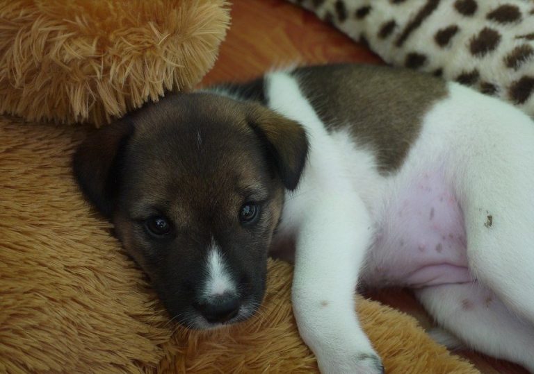 Jonge hond ligt naast een knuffel