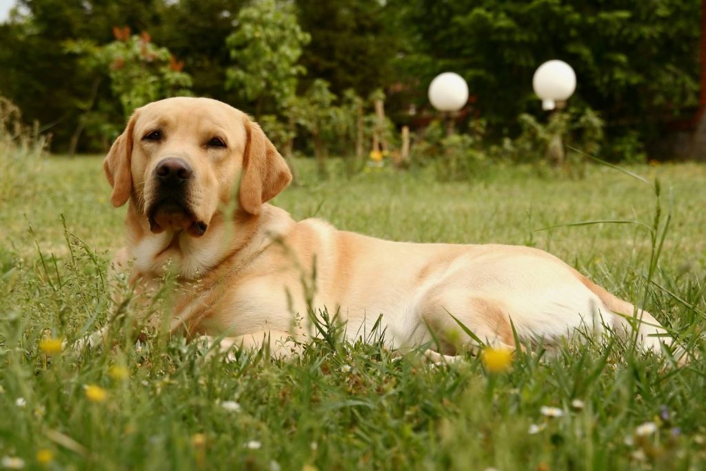 Labrador ligt in een groene tuin