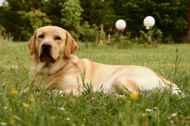 Labrador ligt in een groene tuin