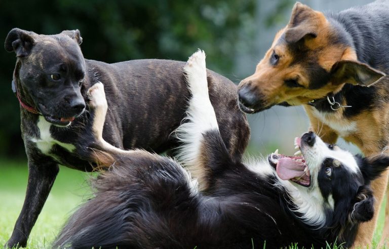 Honden spelen samen in het gras