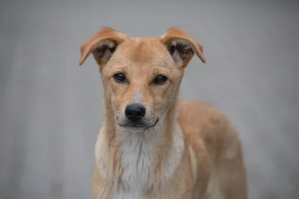 Portret van een lichtbruine hond met een witte borst