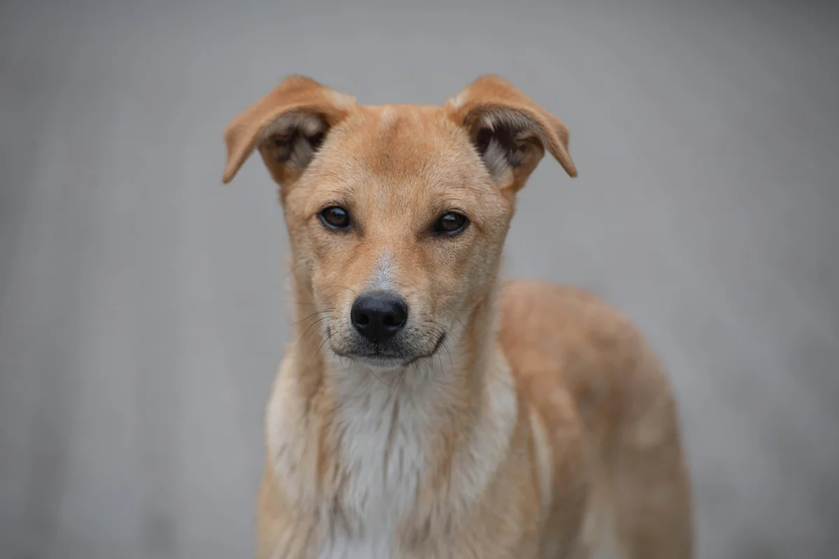 Portret van een lichtbruine hond met een witte borst