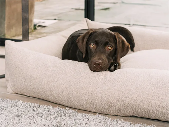 Bruine labrador ligt met de kop op de rand van een lichtgrijze hondenmand