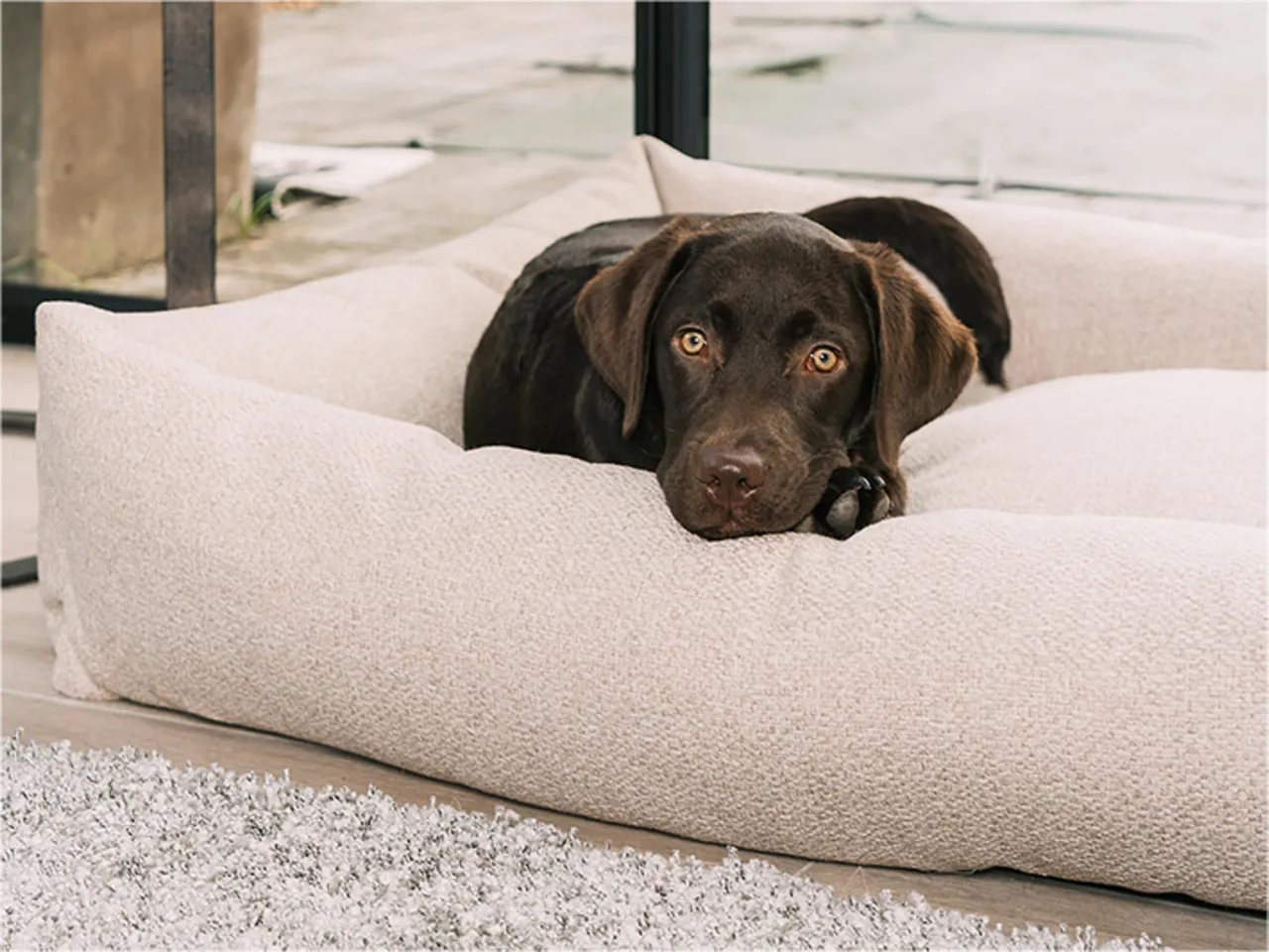 Bruine labrador ligt met de kop op de rand van een lichtgrijze hondenmand