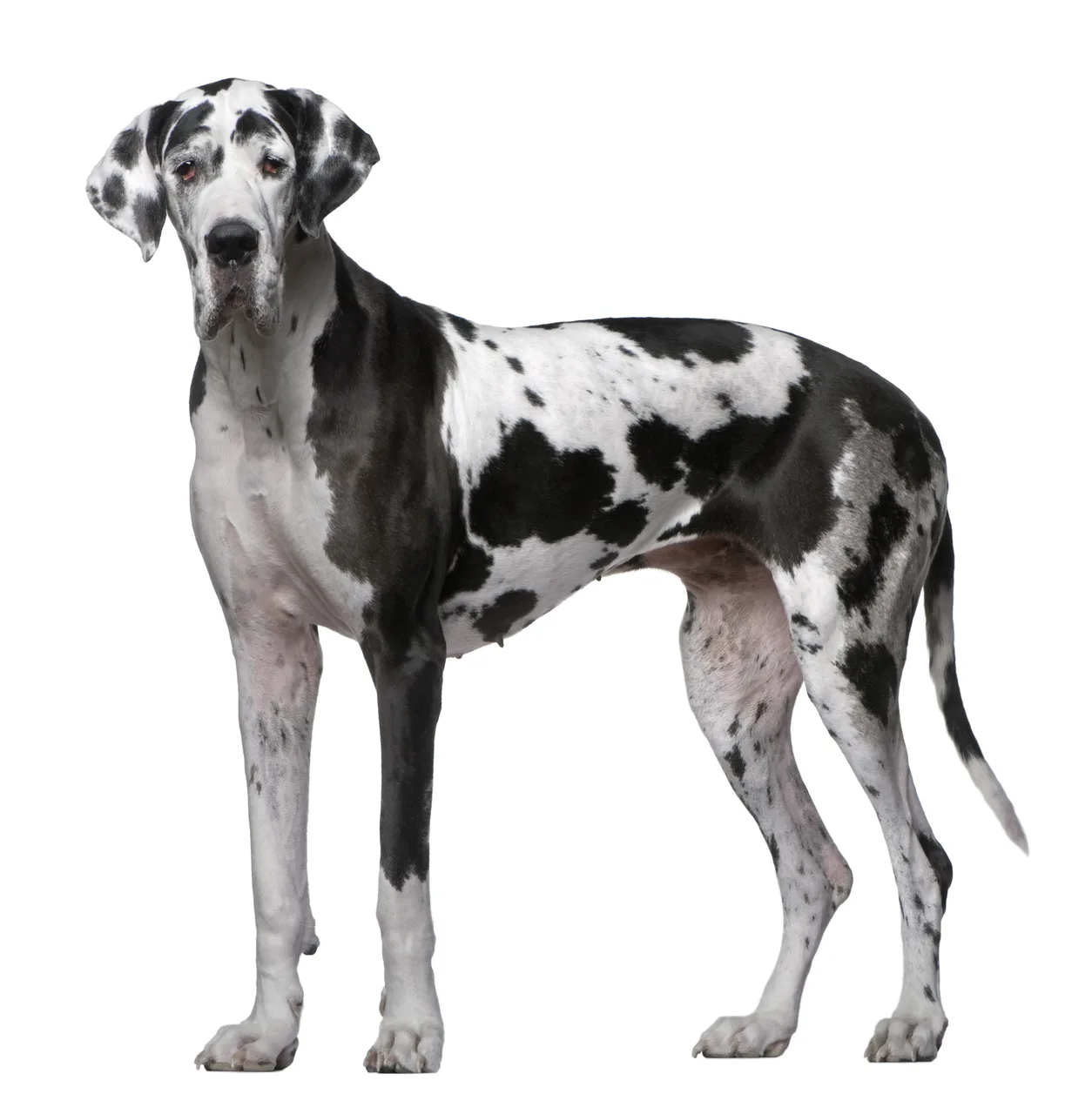 Duitse Dog