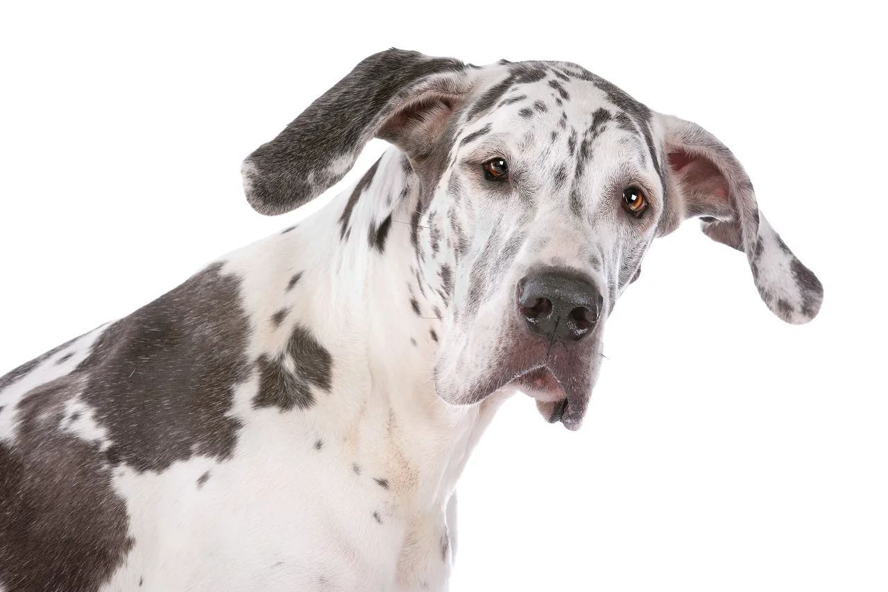 Duitse Dog