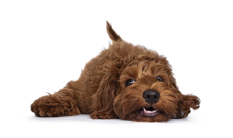 Bruine hond met een krullende vacht ligt tegen een witte achtergrond
