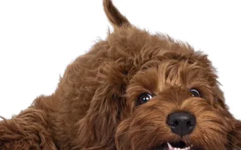 Bruine hond met een krullende vacht ligt tegen een witte achtergrond