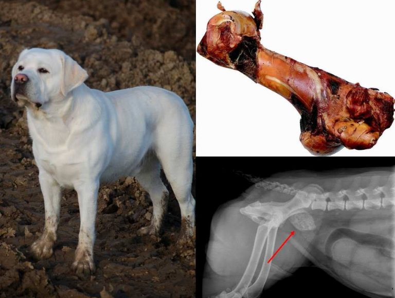 Illustratie van een hond, een groot kauwbot en een röntgenfoto