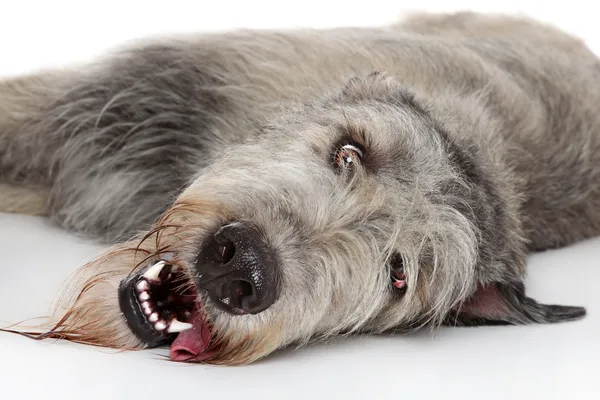 Ruwharige grijze hond ligt op zijn zij