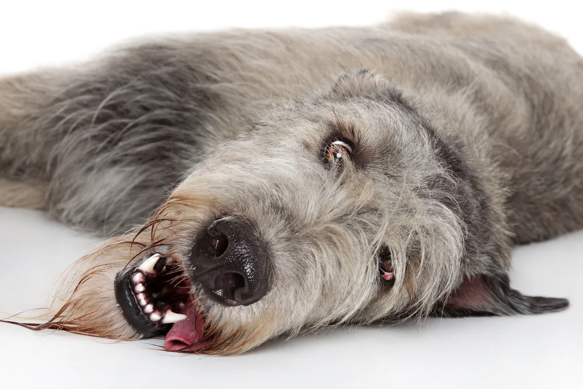 Ruwharige grijze hond ligt op zijn zij