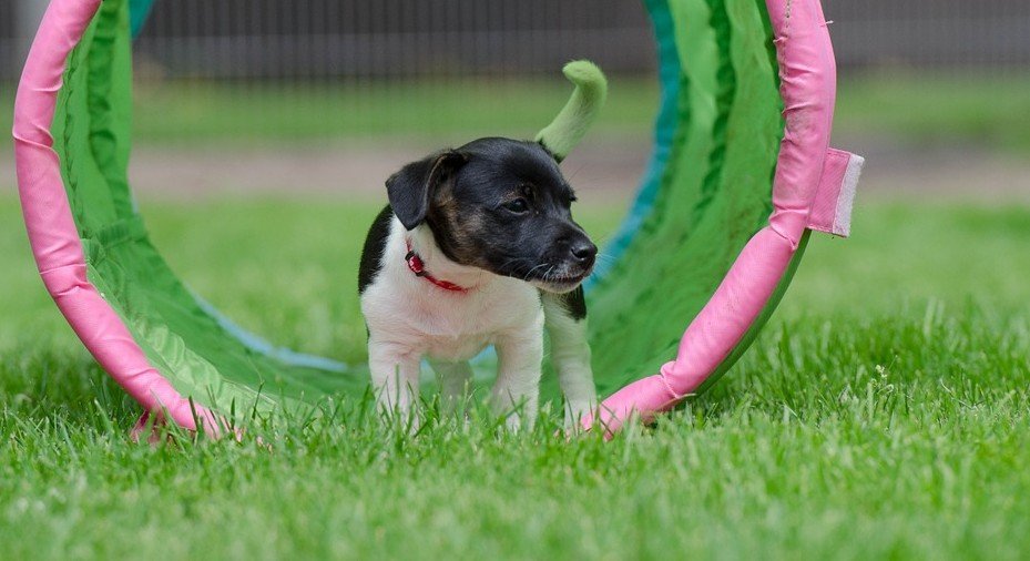 Kleine hond springt door een hoepel
