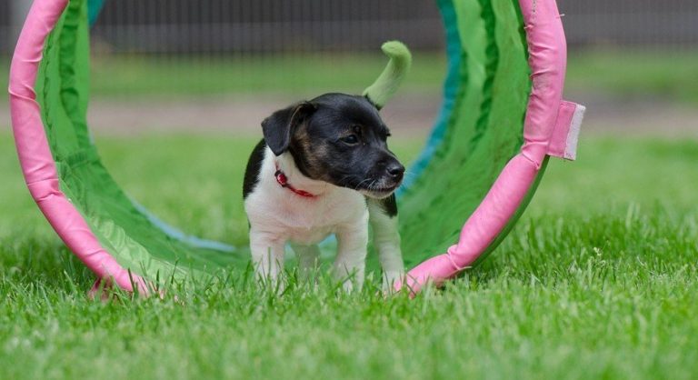 Kleine hond springt door een hoepel