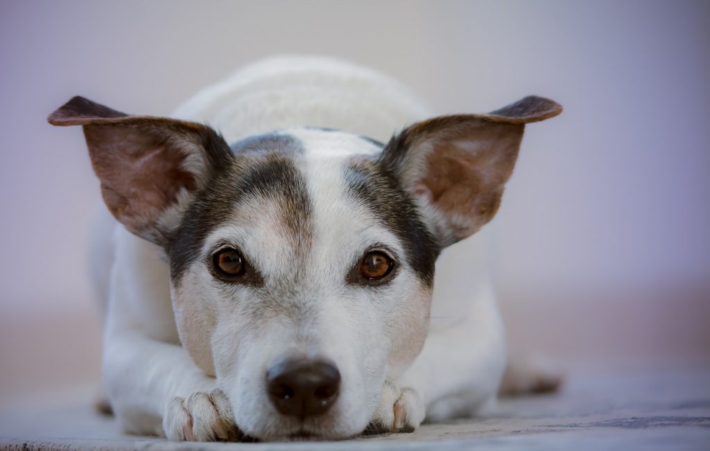 Hond ligt met zijn kop op zijn poten