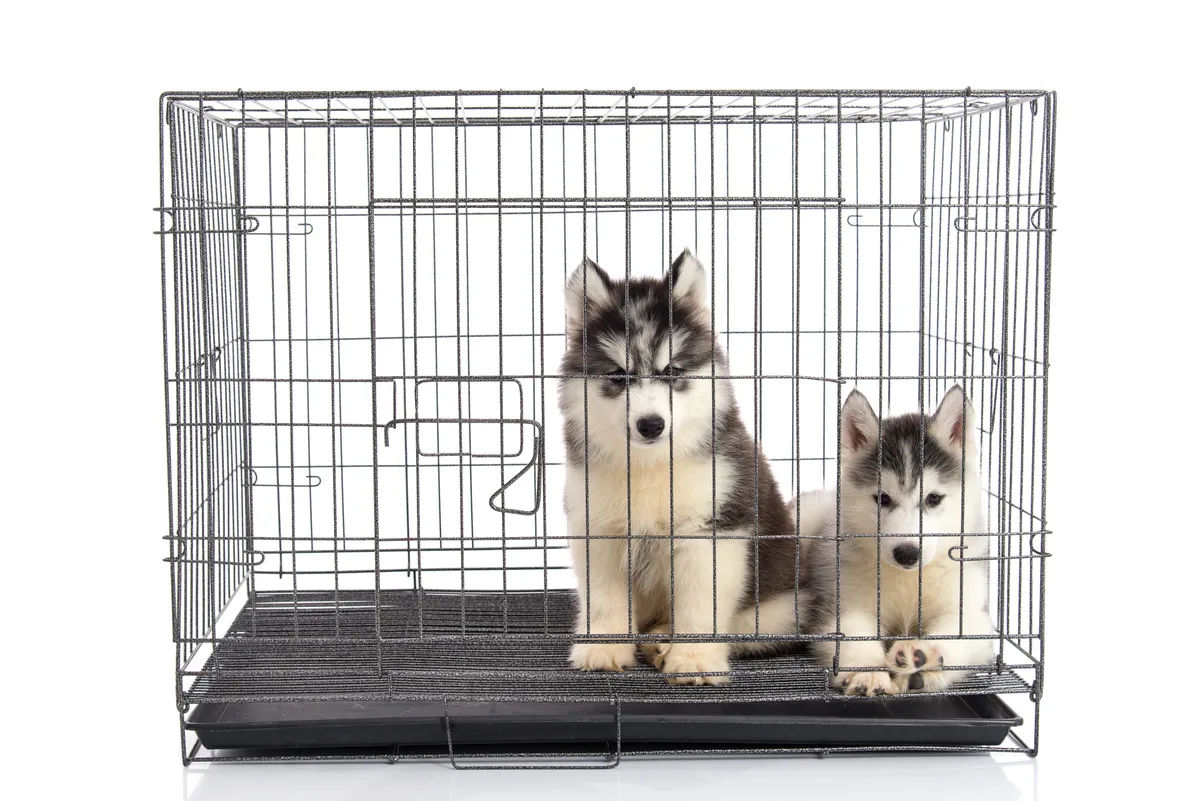 Twee pups in een metalen bench tegen een witte achtergrond