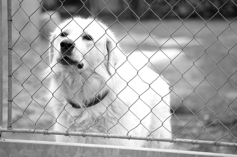 Witte hond kijkt door een hek