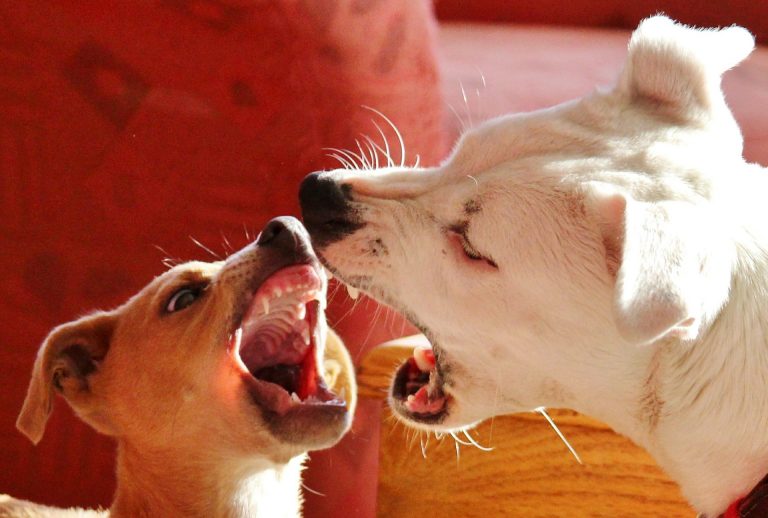 Twee honden spelen met open bek