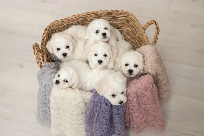 Zes witte pups zitten samen in een rieten mand