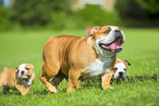 Engelse Bulldog portret