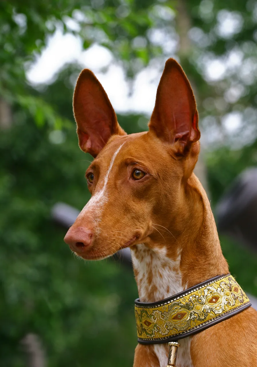 Pharaohond