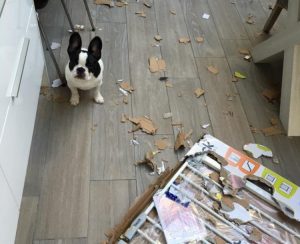 Hond zit tussen stukjes gescheurd materiaal