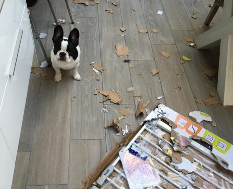 Hond zit tussen stukjes gescheurd materiaal