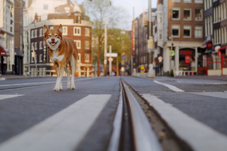 Hond staat bij tramrails in een Amsterdamse straat