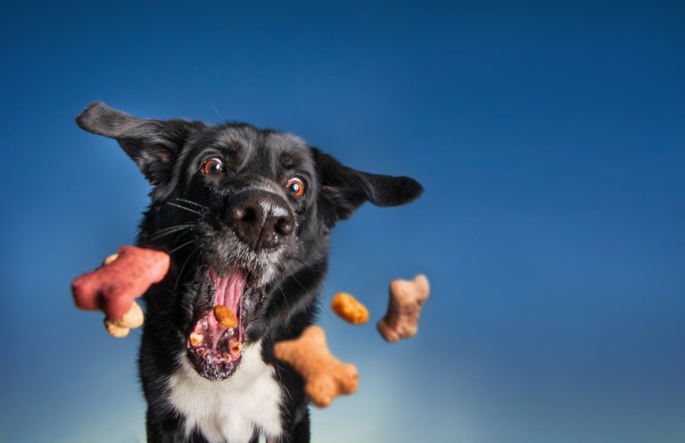Zwart-witte hond vangt hondensnacks tegen een blauwe lucht