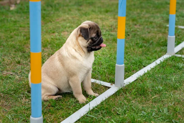Hond bij gekleurde oefenpalen op een trainingsveld