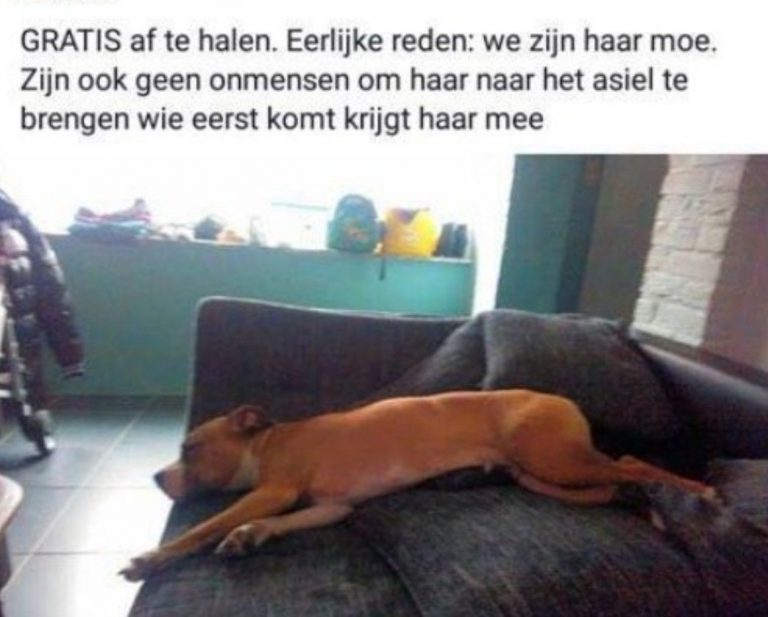Oorspronkelijke afbeelding bij het verhaal over een afgestane hond