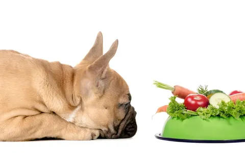 Hond ligt naast een voerbak met groenten